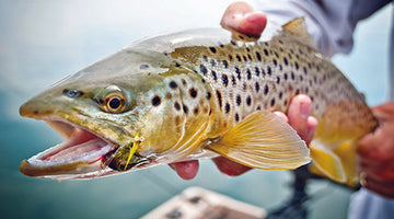 Wickiup Reservoir Update