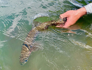 Local's Report From The Crooked