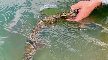 Local's Report From The Crooked