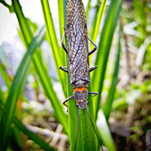 Fly Swap This Weekend and Big Bugs on the Lower D