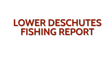 Lower Deschutes Update November 4, 2022