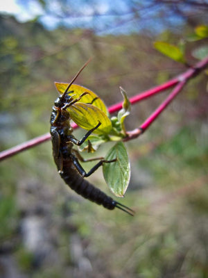 Salmonflies are on the Horizon!