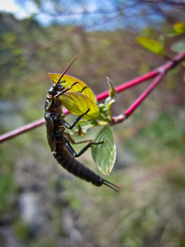 Salmonflies are on the Horizon!