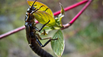 Salmonflies are on the Horizon!