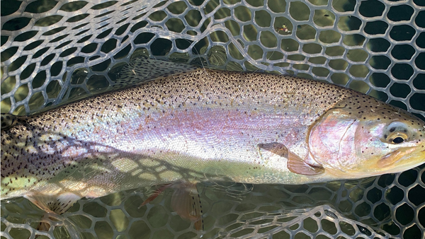 Twin Lakes Report 5/7/21