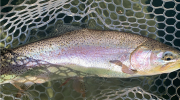 Twin Lakes Report 5/7/21