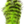 Spirit River UV2 Grizzly Soft Hackle