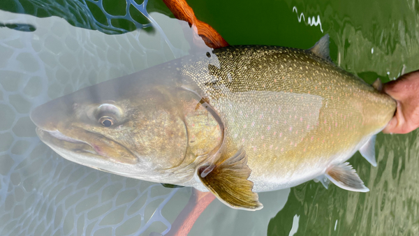 Field and stream fishing 2025 shorts