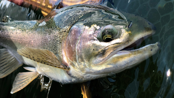 craneprairiecranebowtrout