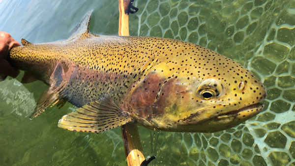 rainbowcranebowcraneprairie