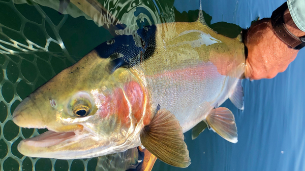 bigrainbowtroutcranebow