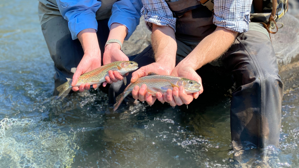 crookedrivertroutfishing