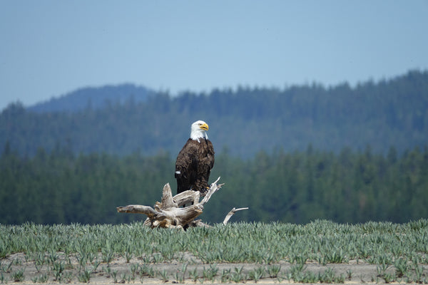 EagleOregonCranePrairie