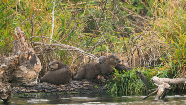 lower deschutes wildlife otters river guided info