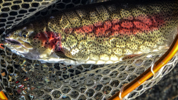 Fallriverrainbowtroutflyfishingtours