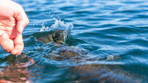 releasingrainbowhosmertrout