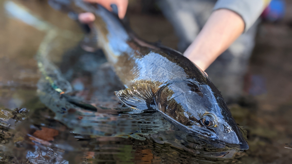 metoliusbulltroutflyfishinginfo