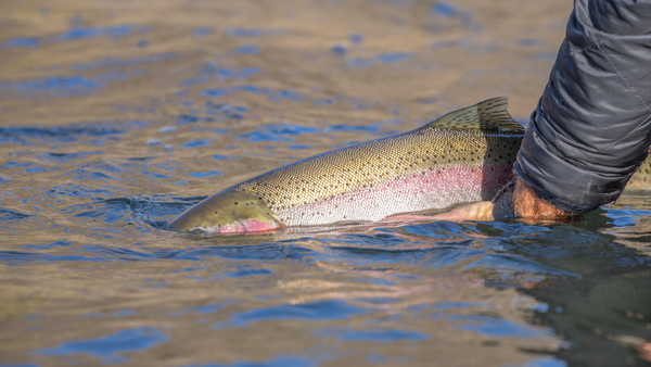 steelheadflyfishingtripstoursoregon