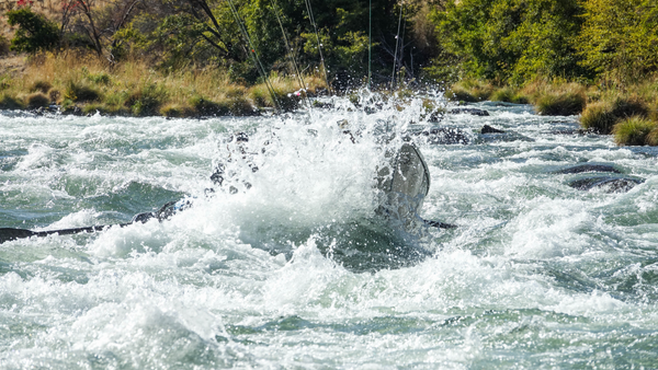 driftboatguidedtripslowerdeschuteswhitehorserapidflyfishing