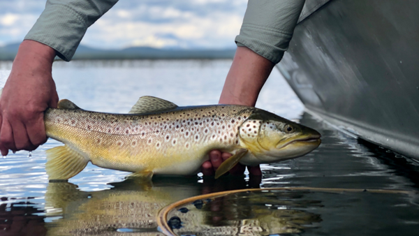 wickiup brown fly fishing