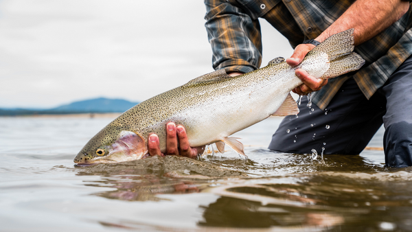 big wickiup rainbow trout
