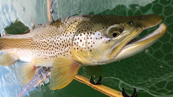 huge wickiup brown trout