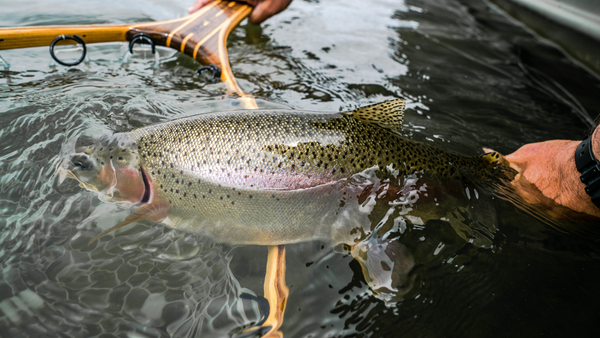 wickiup bow fly fishing