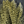 Hareline Dubbin Coq De Leon