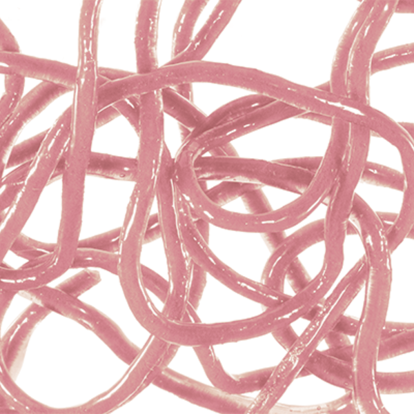 MFC - Trina's Squirm Material