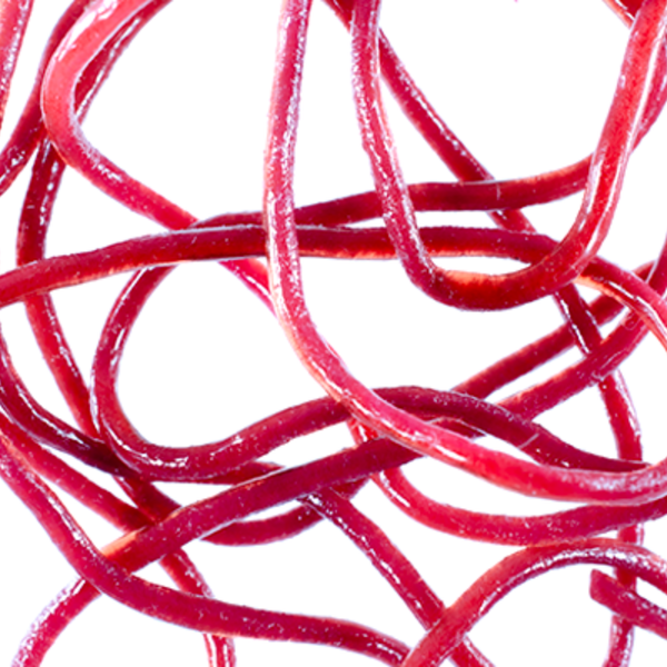 MFC - Trina's Squirm Material