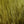 Hareline Dubbin Marabou Blood Quills