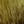 Hareline Dubbin Marabou Blood Quills
