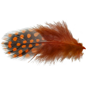 Spirit River UV2 Large Eye Guinea