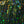 Hareline Dubbin Holographic Flashabou