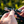 loon apex hd plier